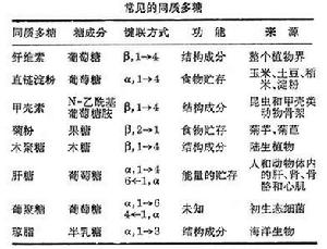 同質多糖