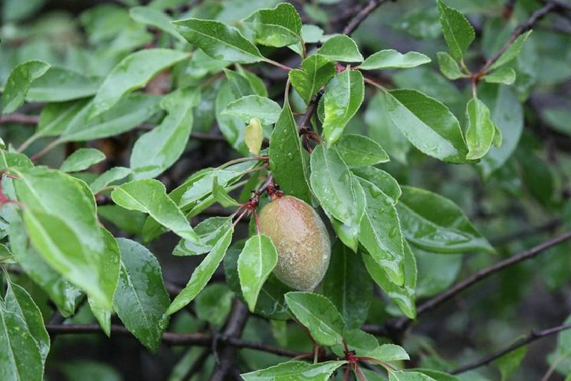 長柄扁桃豐產優株342號