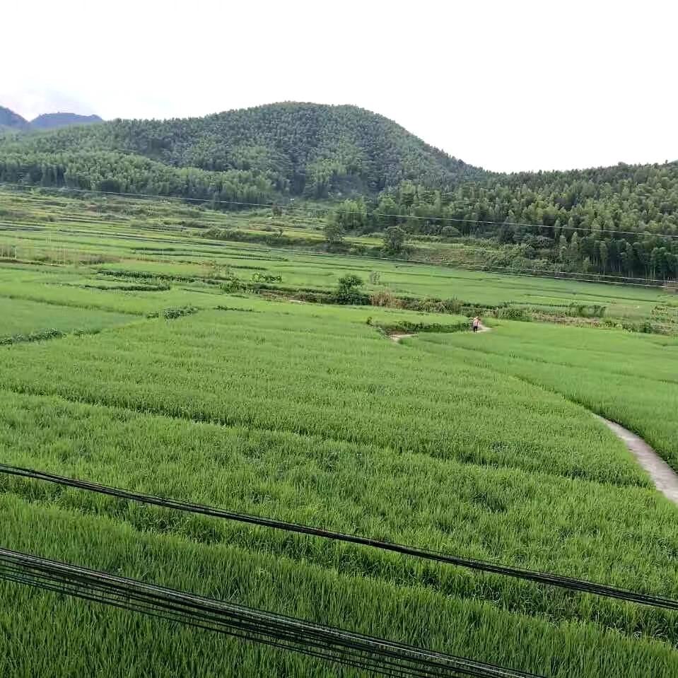 排前村(江西省上饒市德興市繞二鎮爐里村委會排前村)