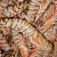 斑節蝦