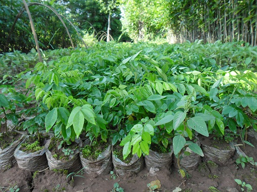 降香(黃花梨樹)