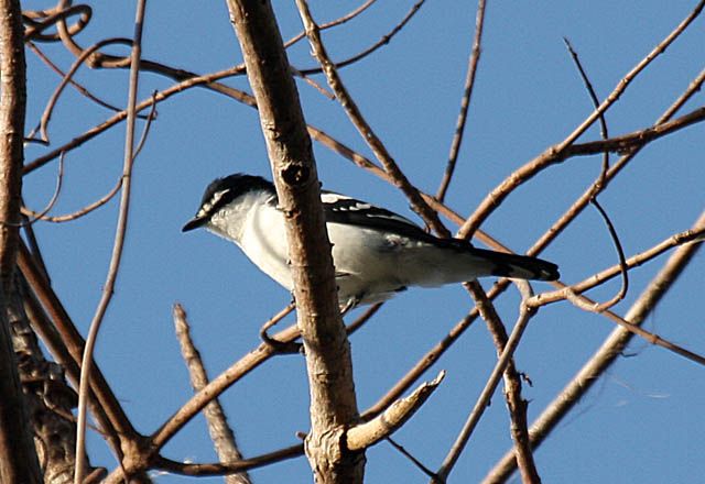 黑眉鳴鵑鵙