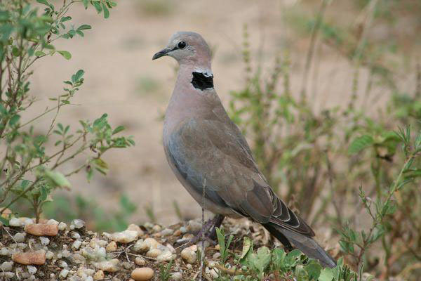 環頸斑鳩