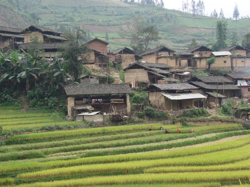 石碑沖自然村種植產業