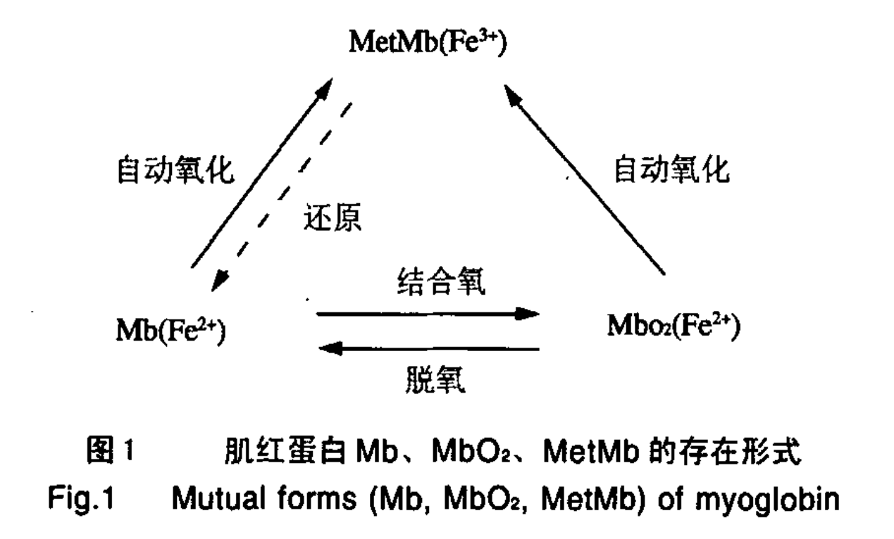 肌紅蛋白的存在形式