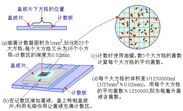 血球計數板