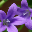 風鈴草屬(Campanula)