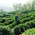 花果山雲霧茶