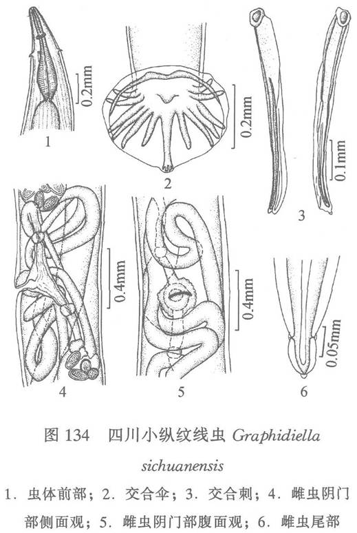 四川小縱紋線蟲：