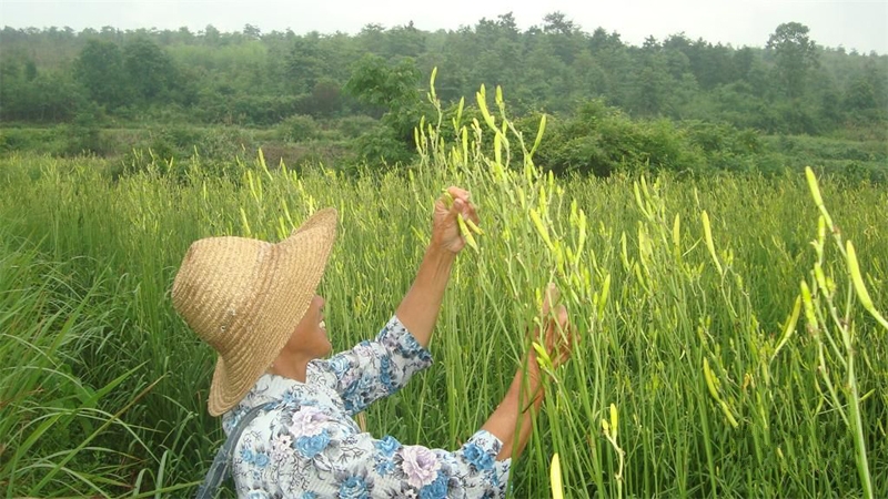 慶陽黃花菜