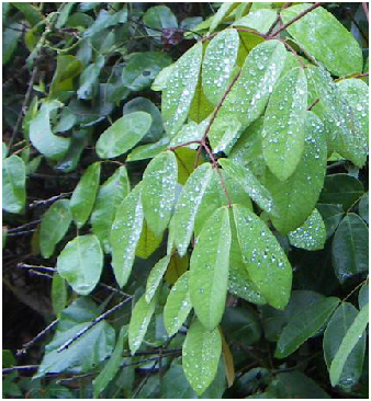 大葉雲實(鐵藤根)