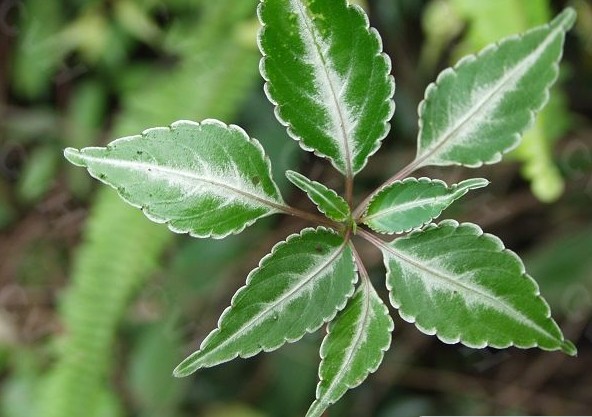 龍州鳳仙花