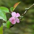 湖北海棠(薔薇科蘋果屬植物)