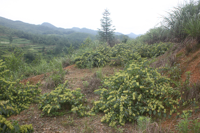 秀山金銀花