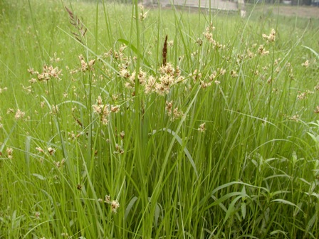 水莎草屬