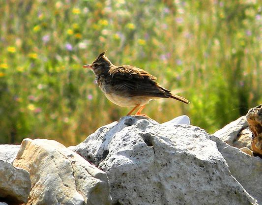 鳳頭百靈西西里島亞種