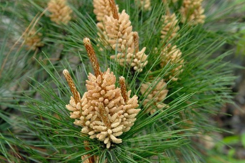 馬尾松無性系山羊6區30號