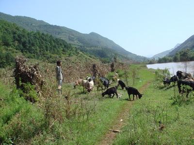 畜牧業養殖