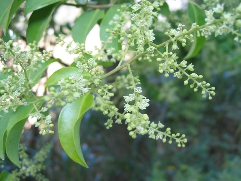 厚葉白花酸藤子