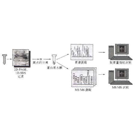 SDS聚丙烯醯胺凝膠電泳