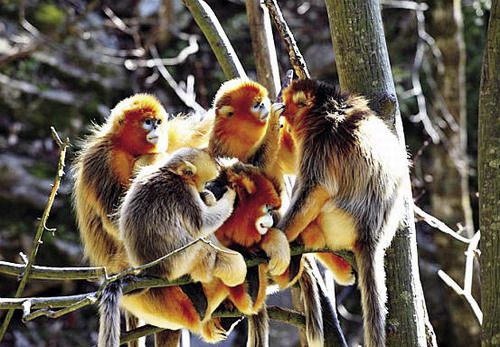 海南省陸生野生動物救護中心