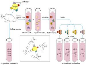 單克隆抗體製備流程