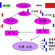 γ(γ（希臘字母Γ小寫）)