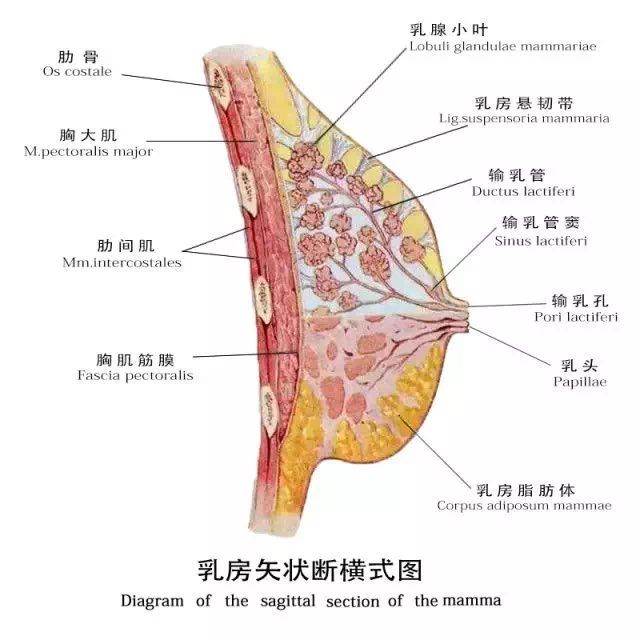 乳頭肥大