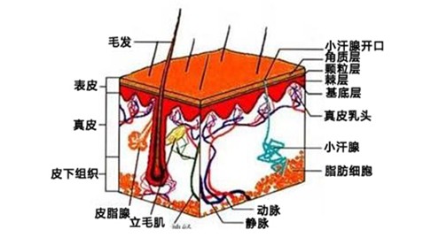 Dxabso活力植薈吸收體系