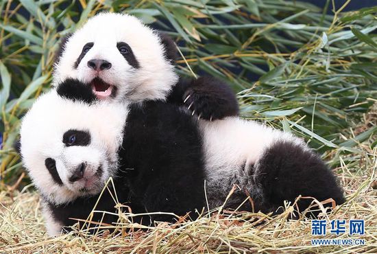熊貓加悅悅