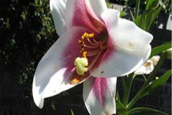 Lilium \x27Zanlophator\x27 TRIUMPHATOR