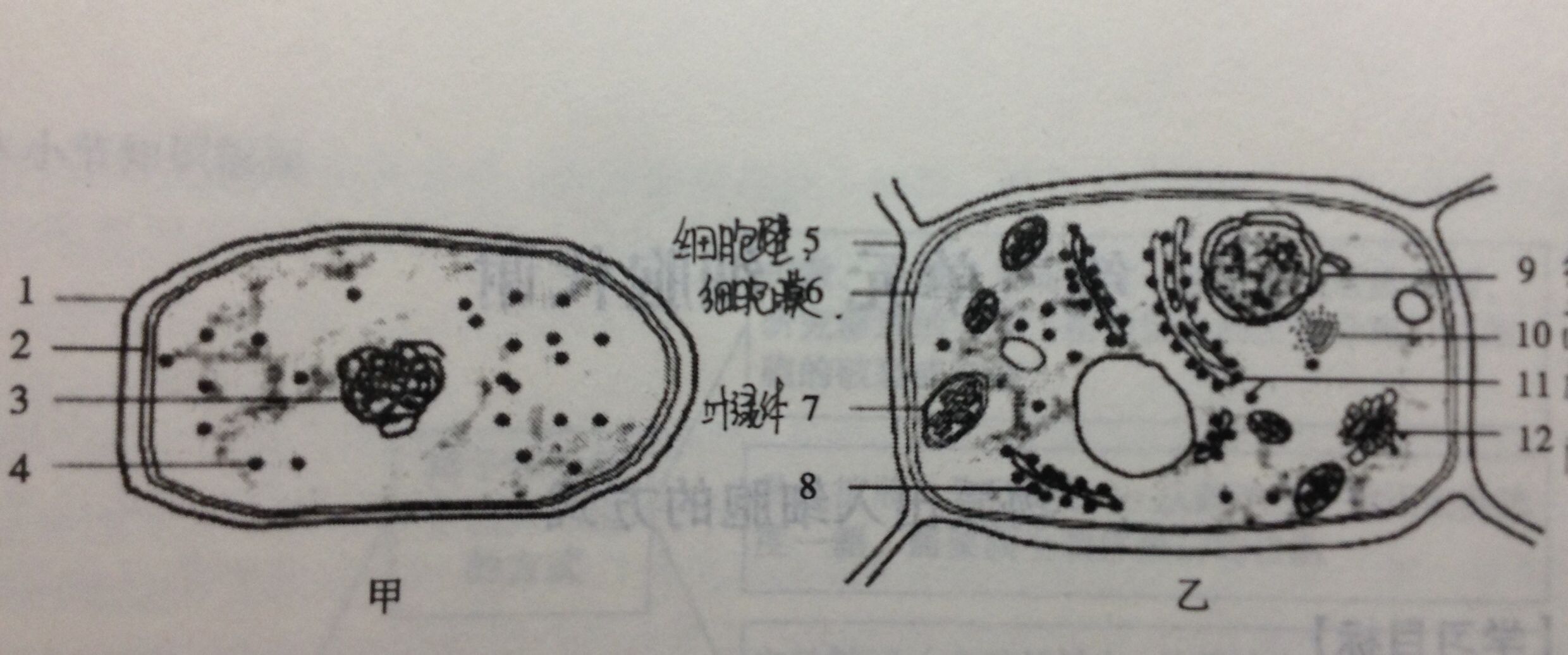 2012教師招聘考試專用教材-歷年真題彙編及全真模擬試卷中學生物