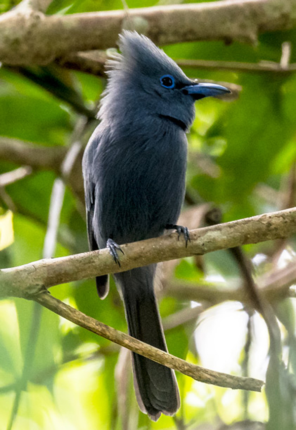 藍壽帶鳥