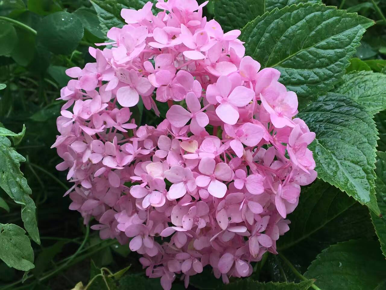 多多洛花田樂園