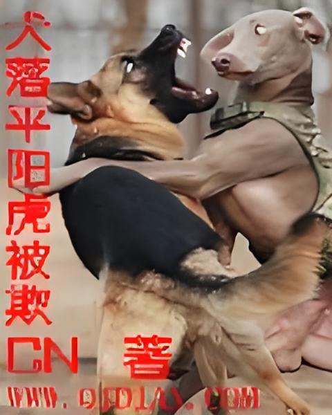 犬落平陽虎被欺