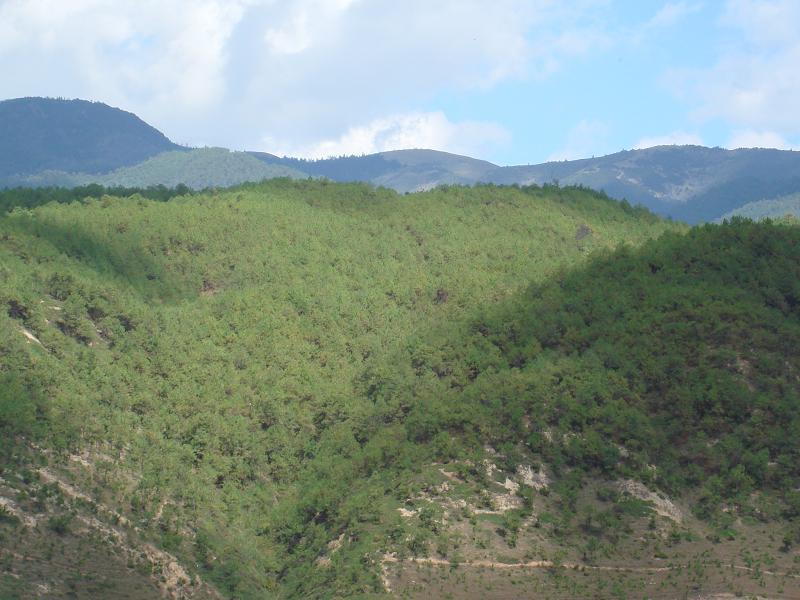 刺坡村生態山林