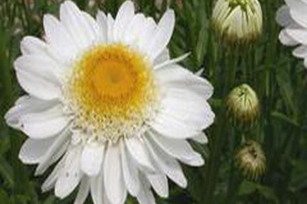 Leucanthemum × superbum \x27Sunny Side Up\x27