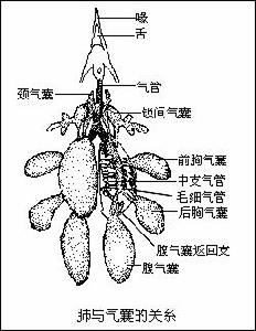 雙重呼吸