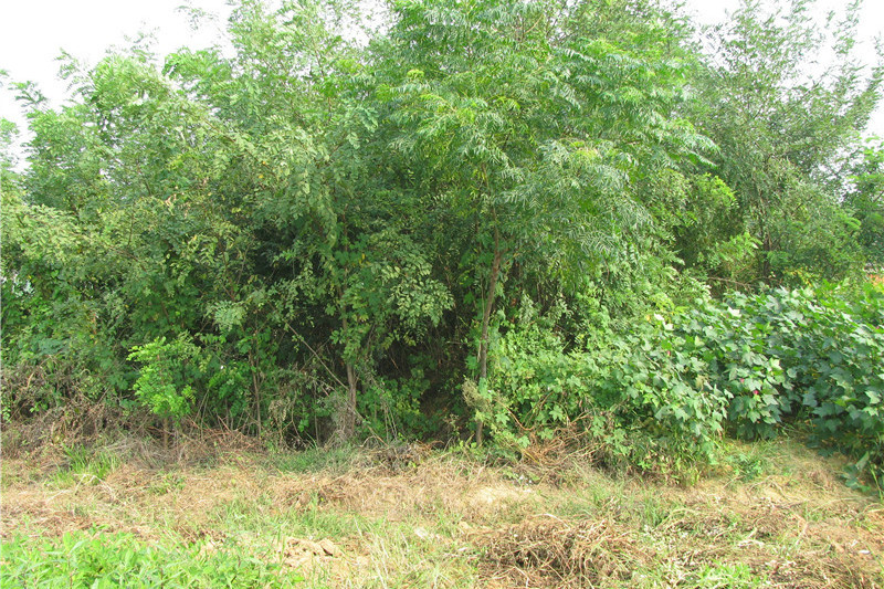 田沖土墩墓群