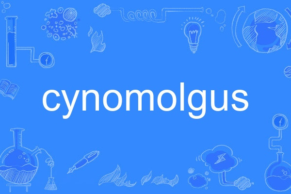 cynomolgus