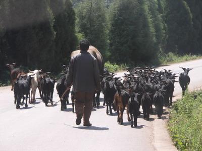 村民養殖肉豬