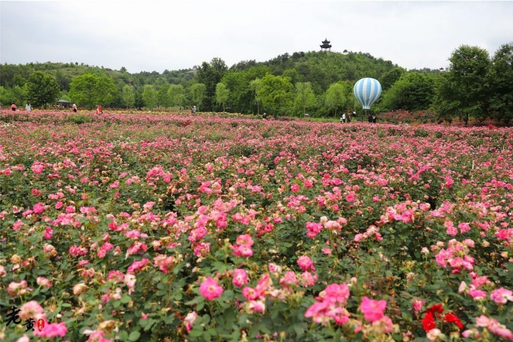 木蘭玫瑰花園