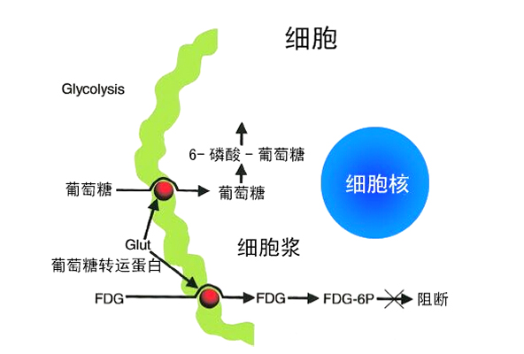 葡萄糖轉運體