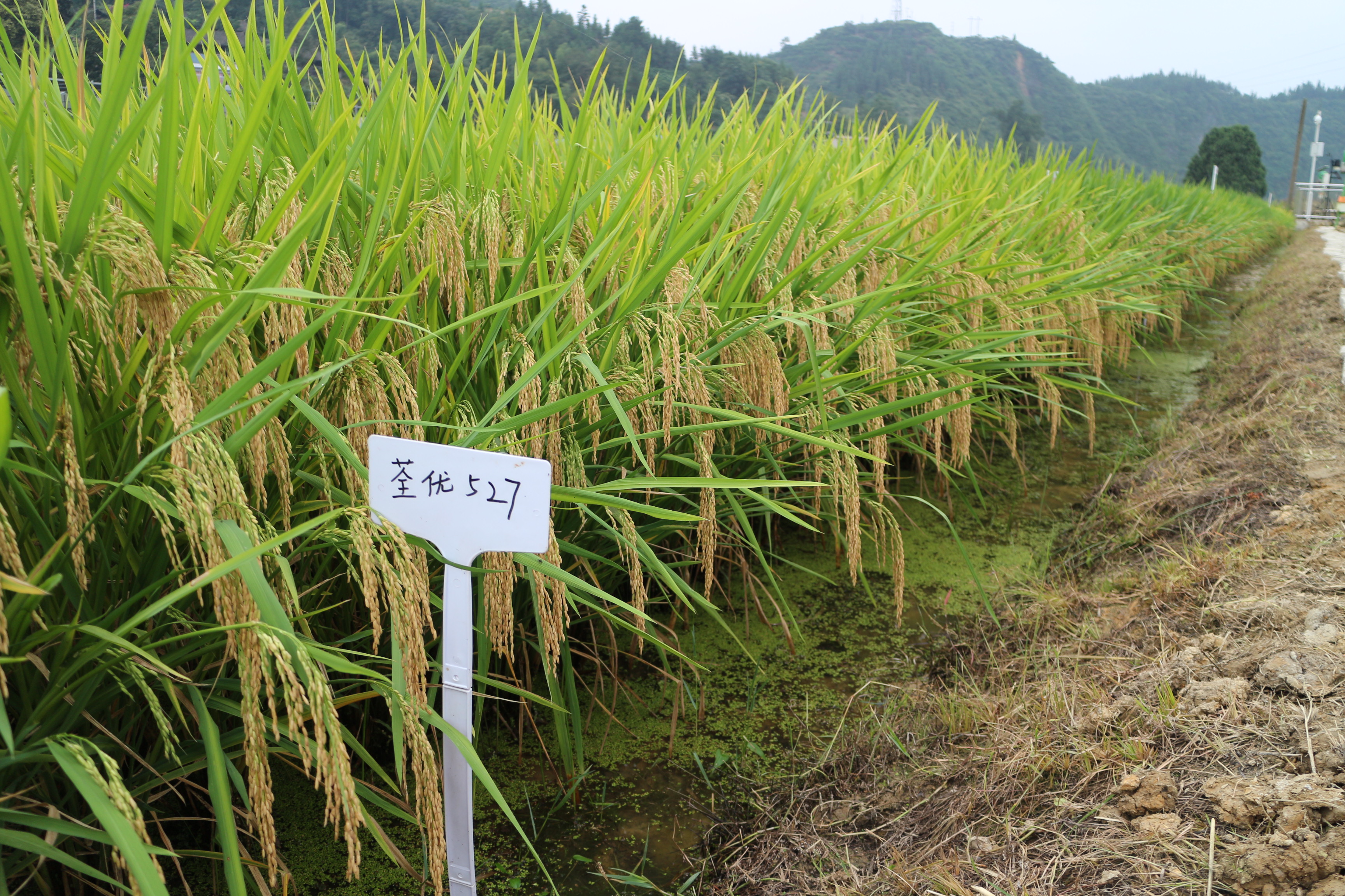 荃優527田間表現