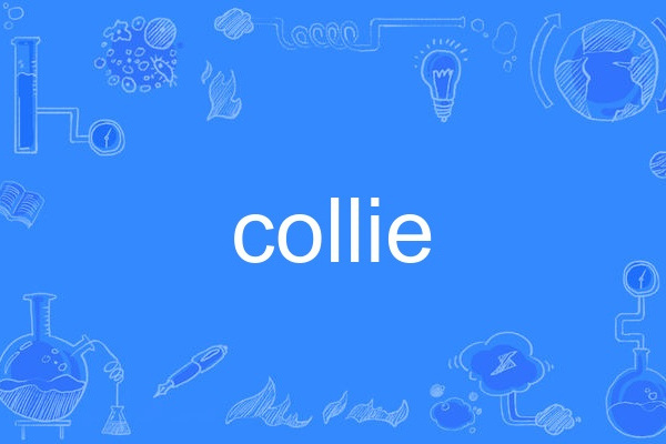 Collie