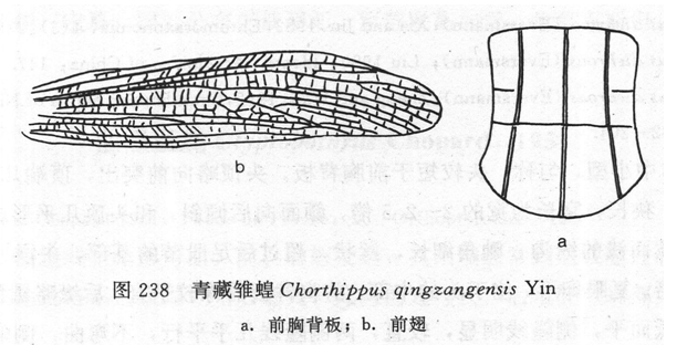 青藏雛蝗