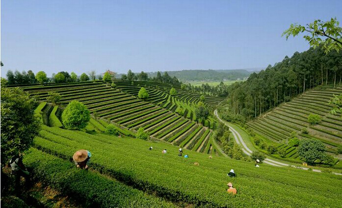 夾江天福觀光茶園