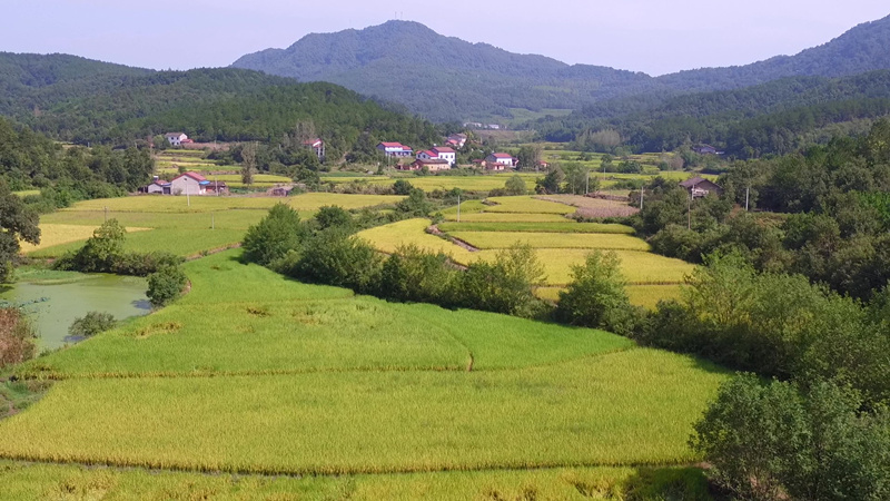 石馬槽大米農田