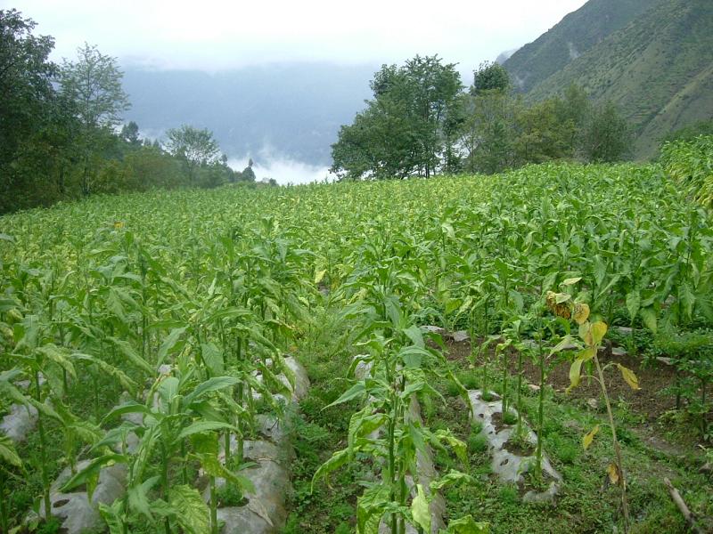 魚畢村烤菸