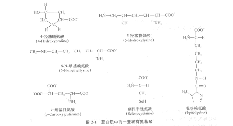 某些稀有胺基酸